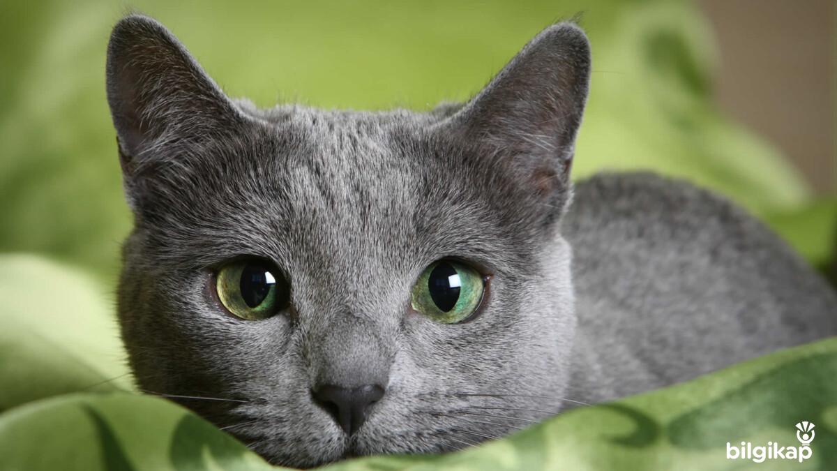 Mavi Rus Kedileri  Evcil Hayvanlar Kedi Bakımı